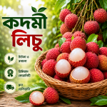 ৫০০ পিস কদমী লিচু – সরাসরি গাছ থেকে সংগ্রহকৃত